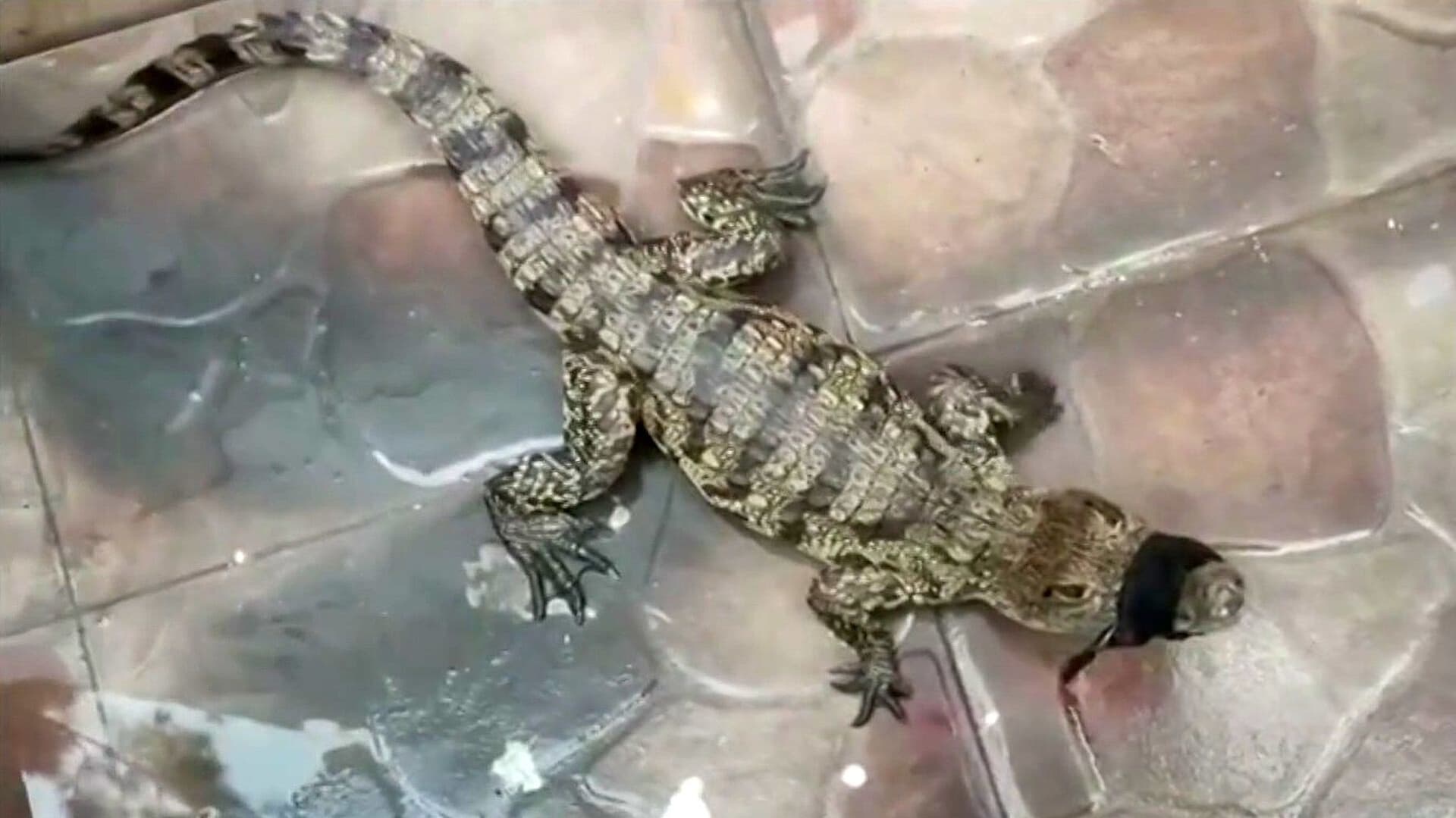Capturan Caimán en Domicilio de Los Sauces en Aguascalientes