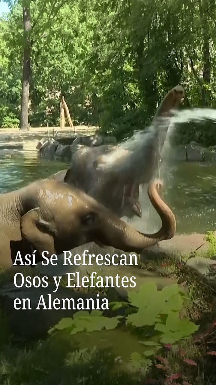 Así se Refrescan Osos y Elefantes en Alemania