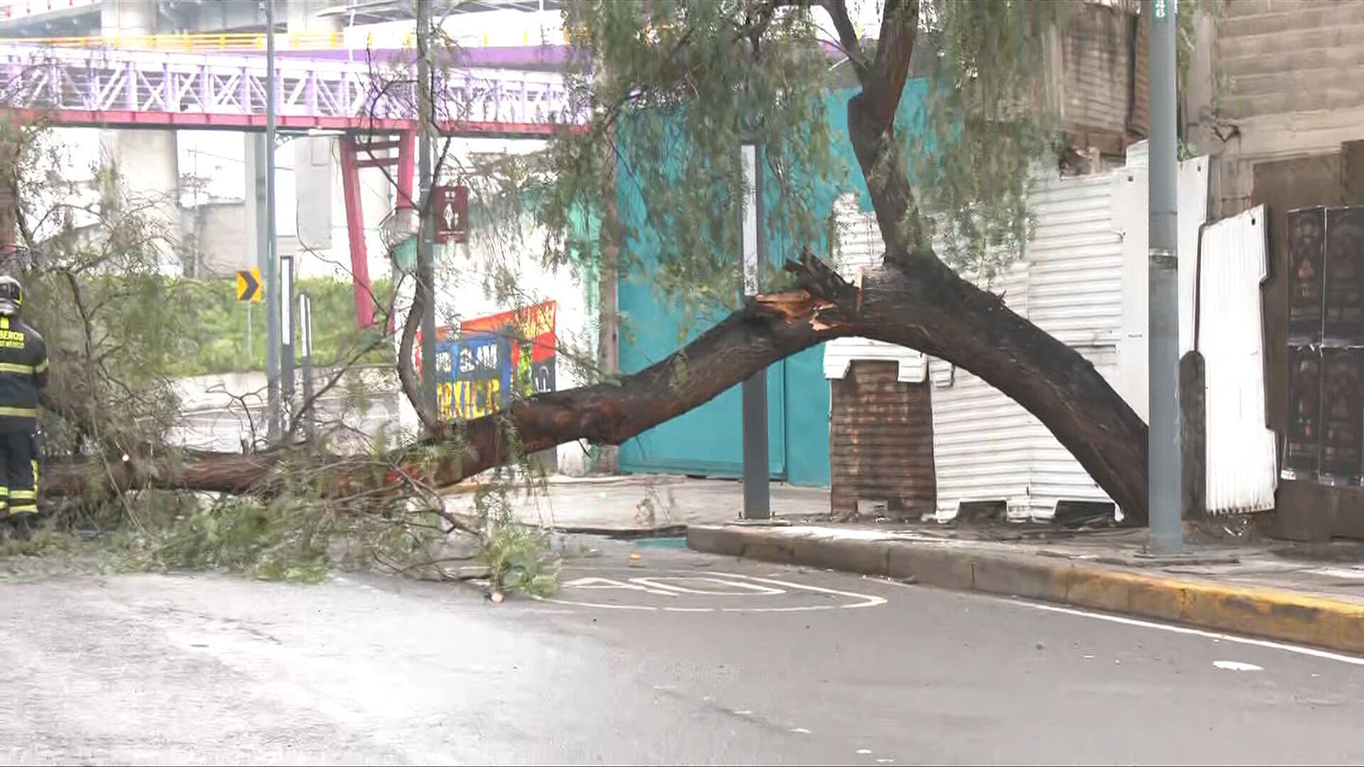 Cae Árbol en Lateral de Calzada Zaragoza; Así está la Circulación en Santa Martha Acatitla