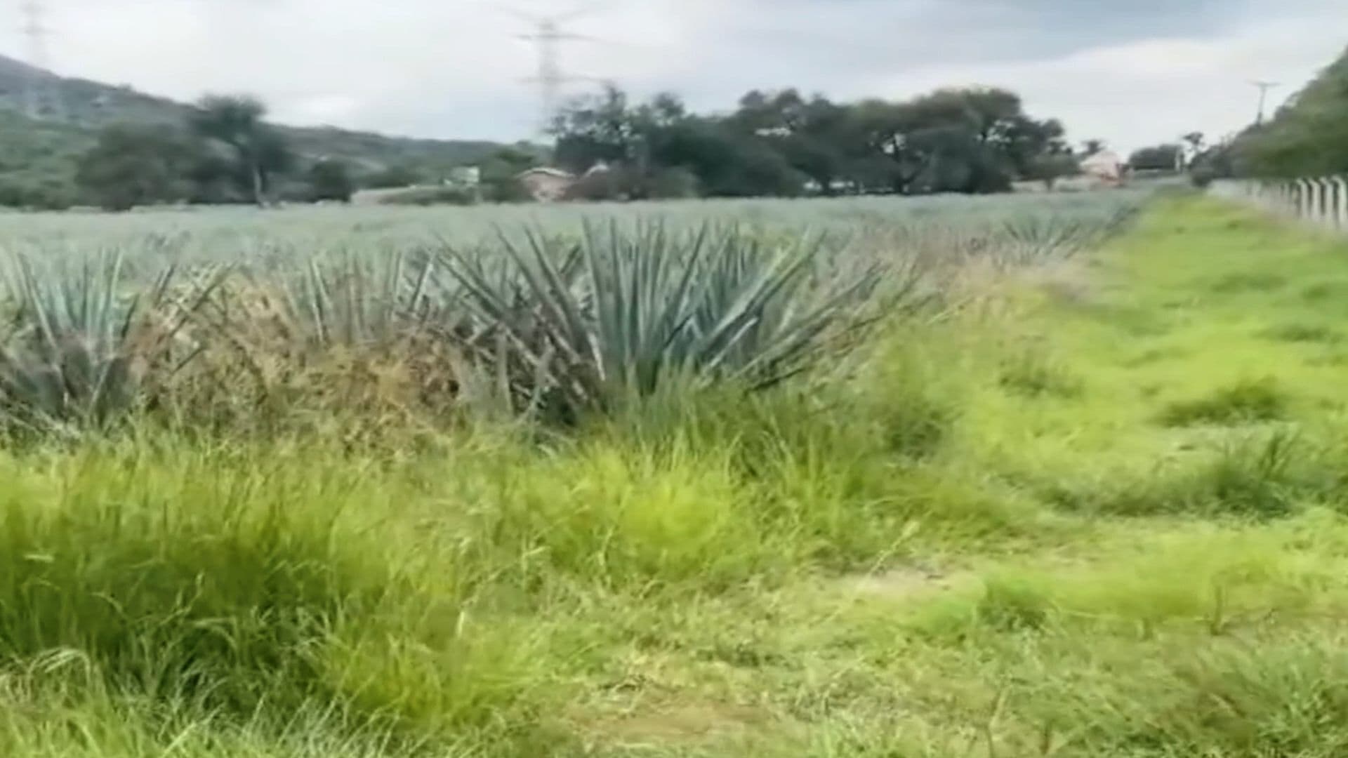 Dejan en el Olvido Tierras de Cultivo de Agave en Regiones de Guanajuato