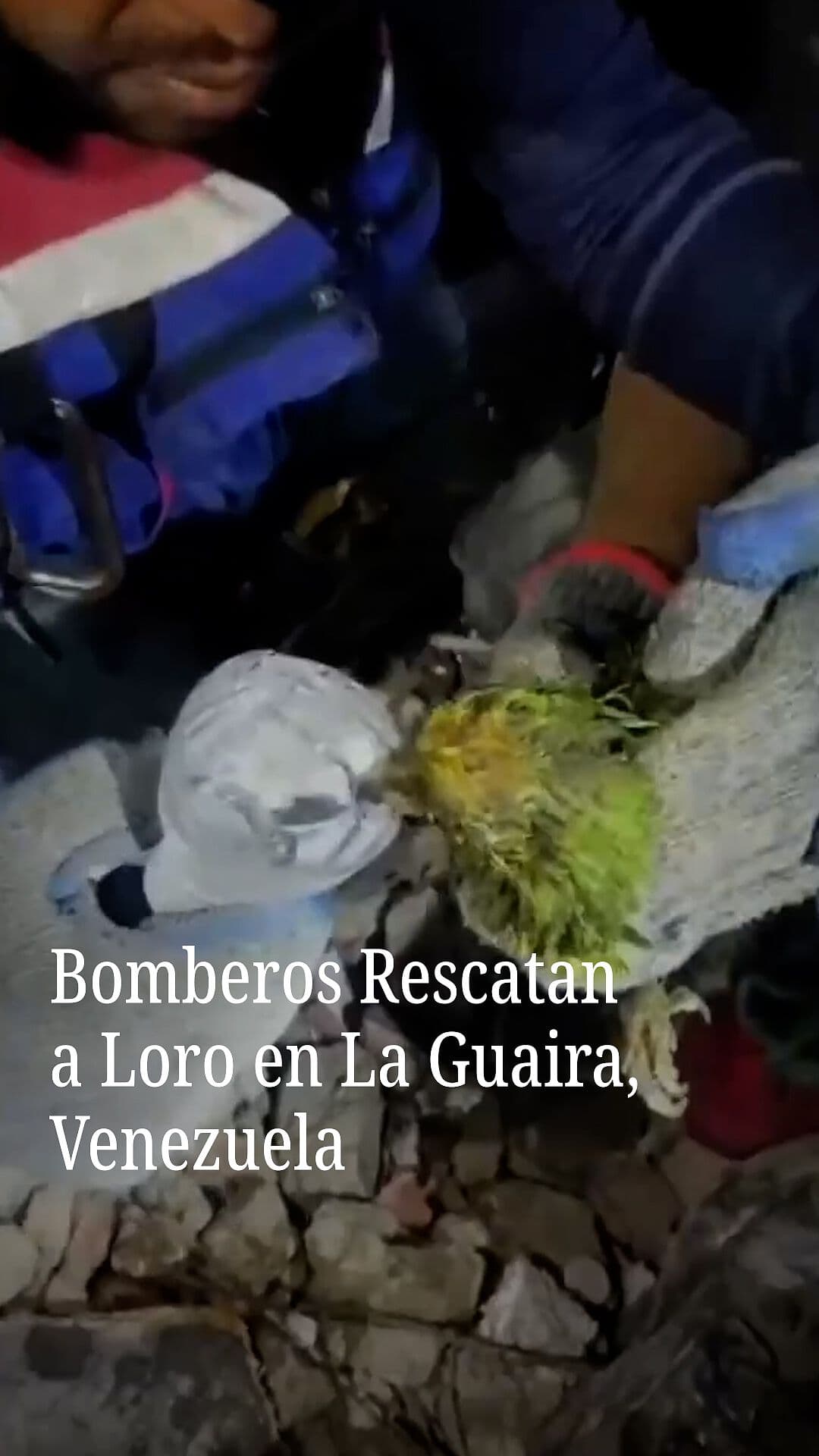 Bomberos Rescatan a Loro en La Guaira, Venezuela