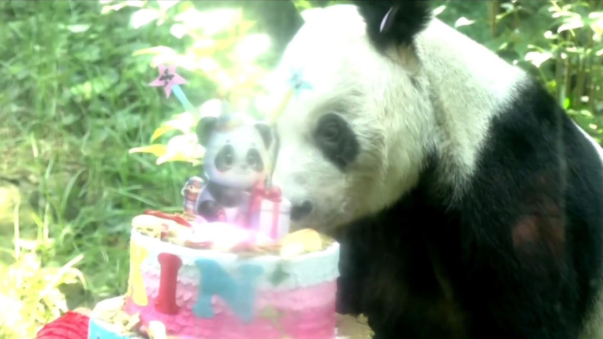 Xin Xin Cumple 36 Años: Así Celebró la Panda Gigante Más Longeva Nacida Fuera de China