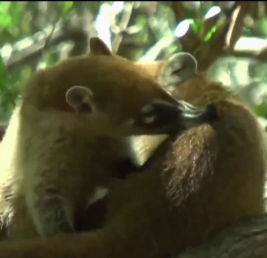 Cámaras Trampa Revelan Sorprendentes Imágenes de Especies en Peligro en Yucatán