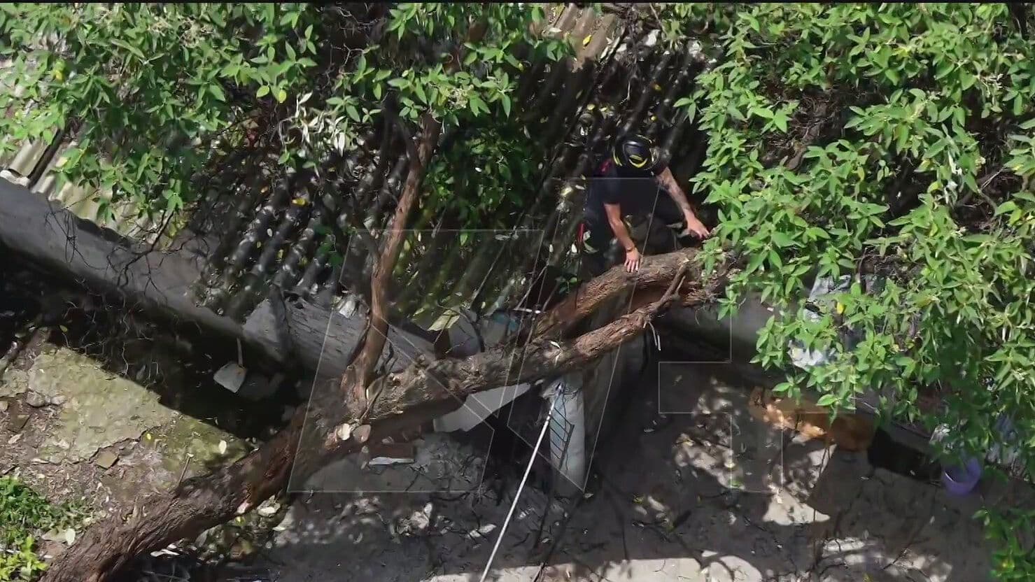 Enorme Árbol Cae Sobre un Vivienda en Azcapotzalco, CDMX