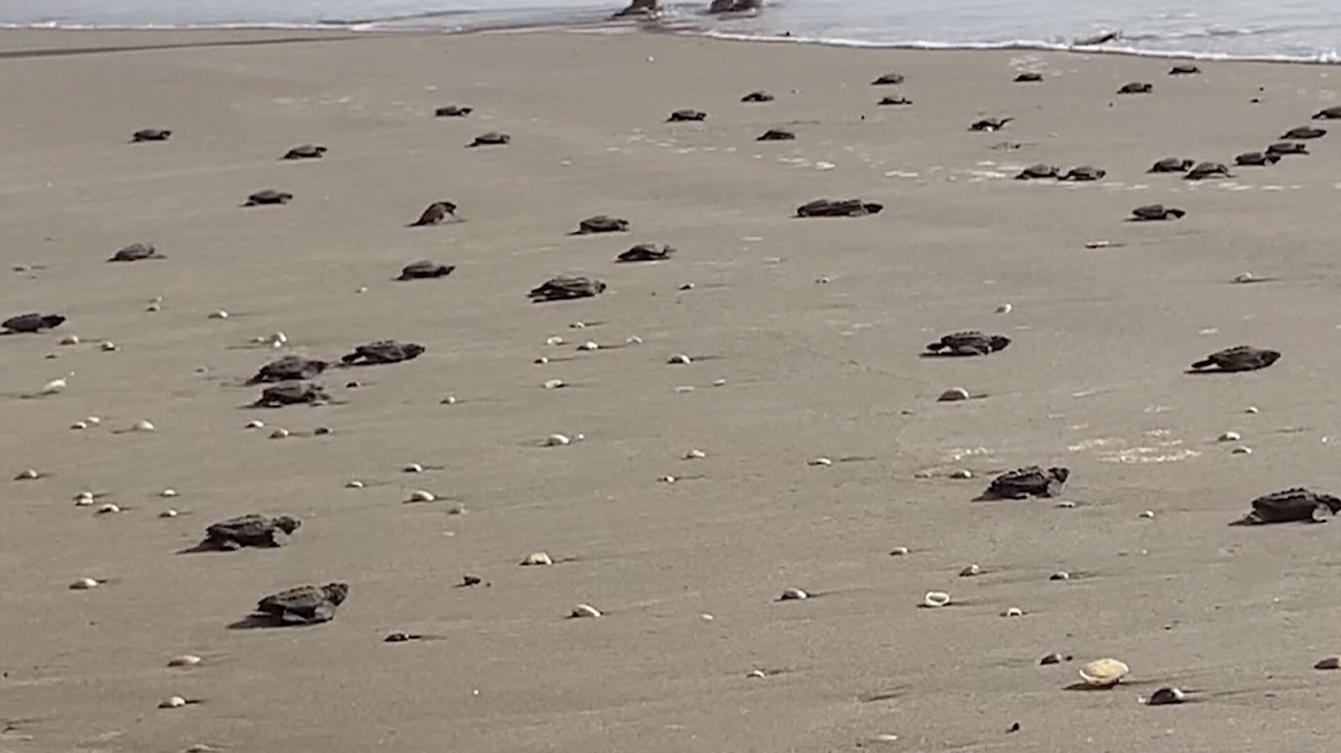 Reportan la Liberación de 220 Mil Tortugas Lora en Playa La Pesca de Tamaulipas