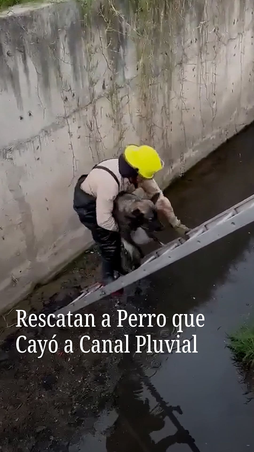 Rescatan a Perro que Cayó a Canal Pluvial