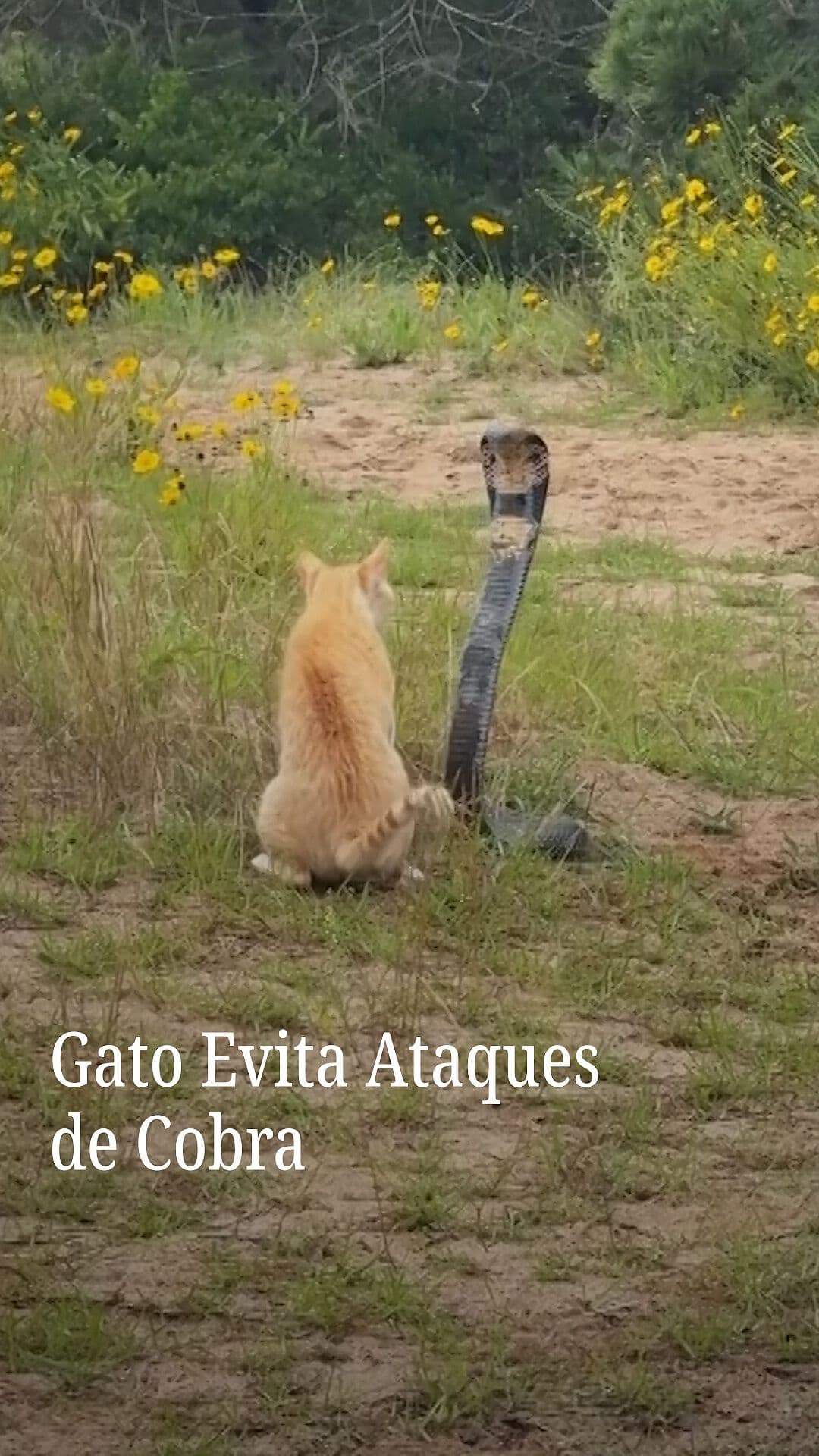 Gato Evita Ataques de Cobra