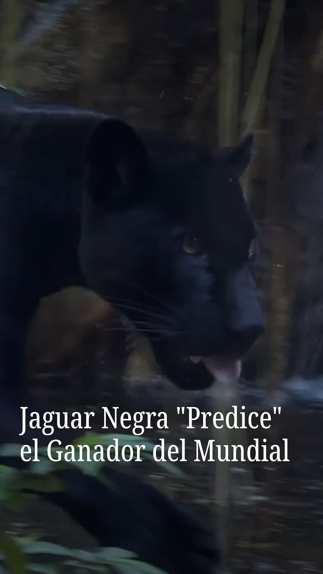 Jaguar Negra 'Predice' el Ganador del Mundial