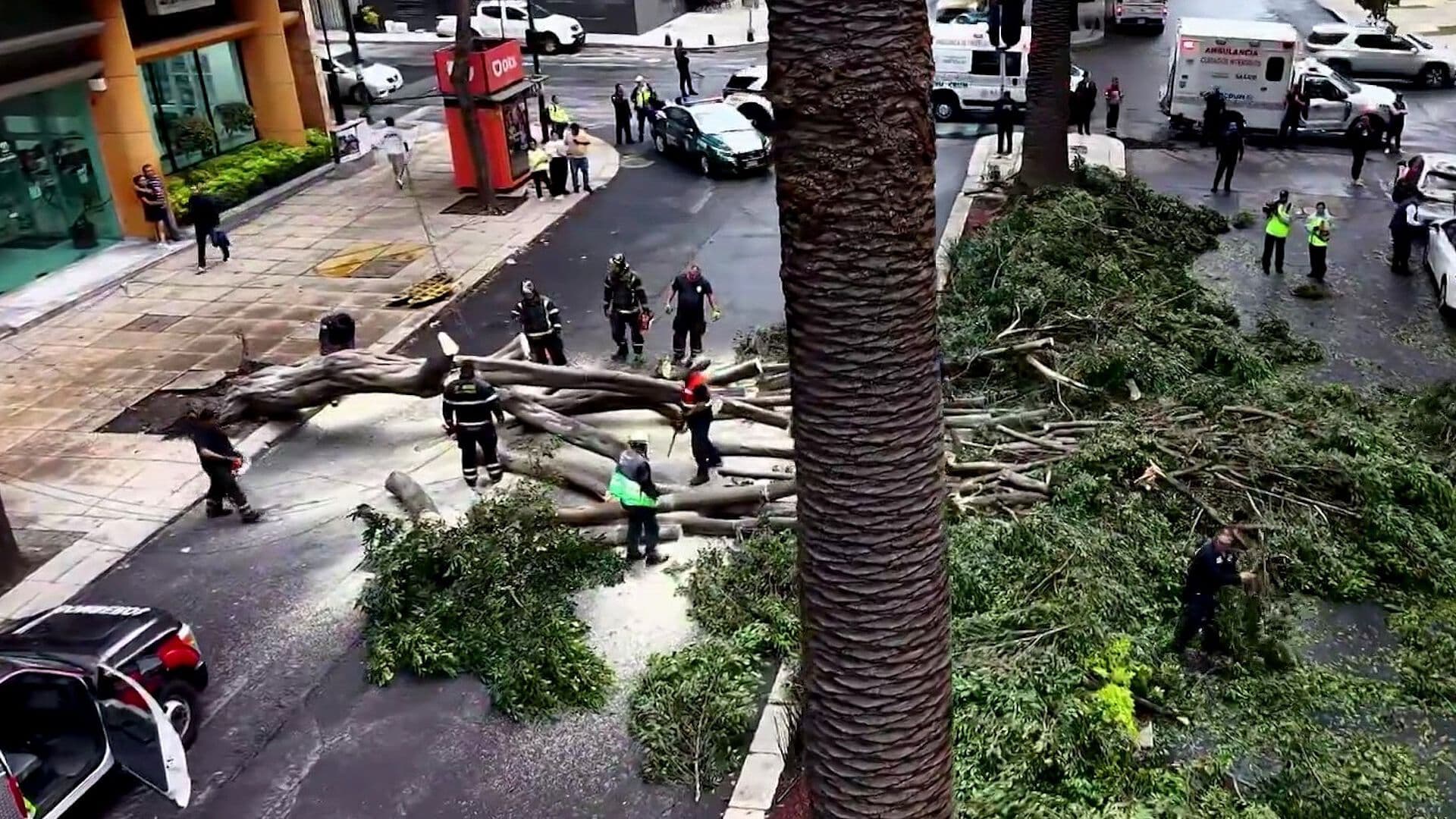 Árbol de 20 Metros Cae sobre Dos Autos y Deja Tres Lesionados en la Tabacalera, CDMX