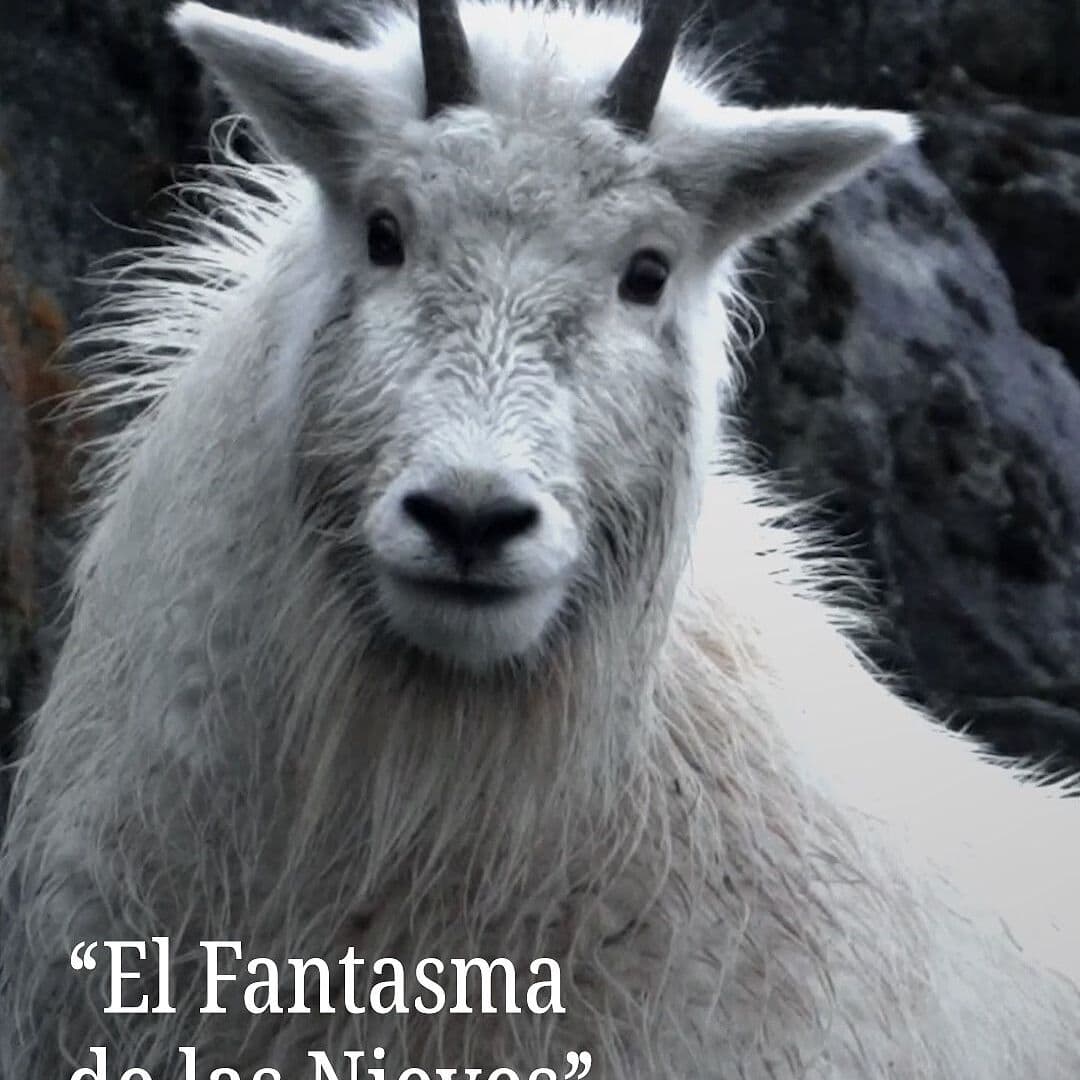 Cabra Montesa, 'El Fantasma de las Nieves'