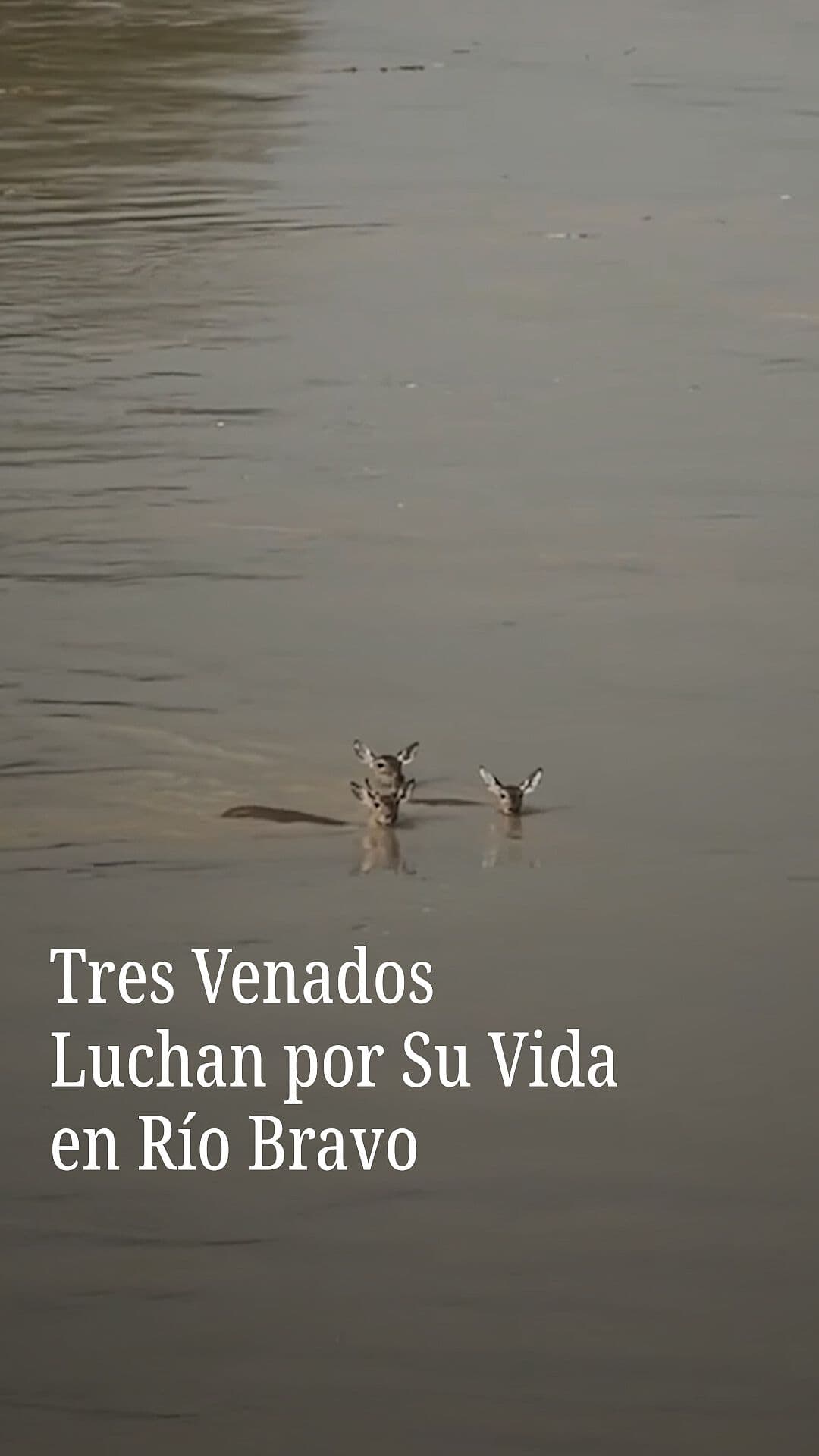 Tres Venados Luchan por Su Vida en Río Bravo