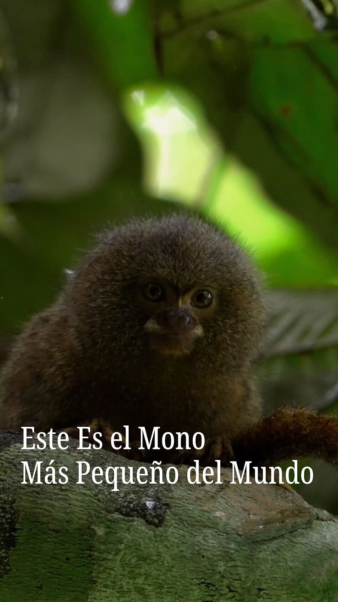 Este es el Mono Más Pequeño del Mundo