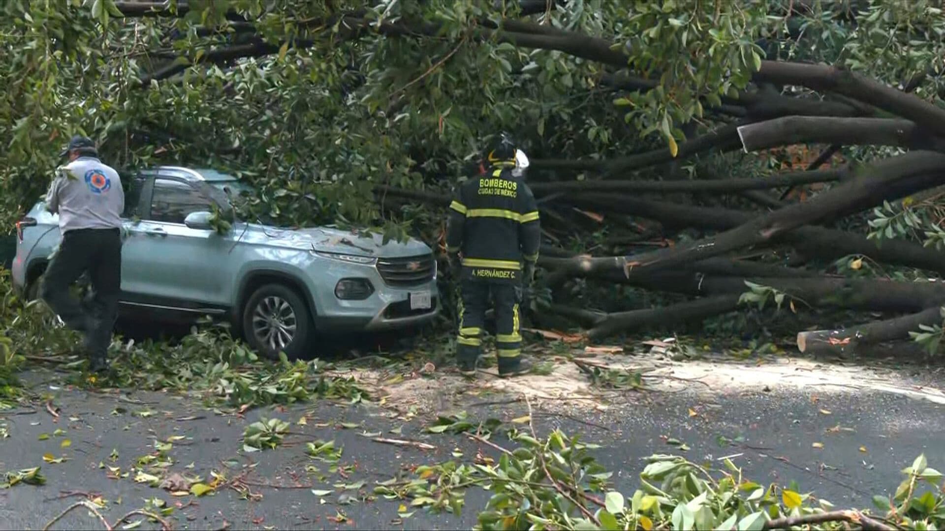 Árbol Gigante Cae sobre Camioneta en la Colonia Del Valle: Atienden a Conductora