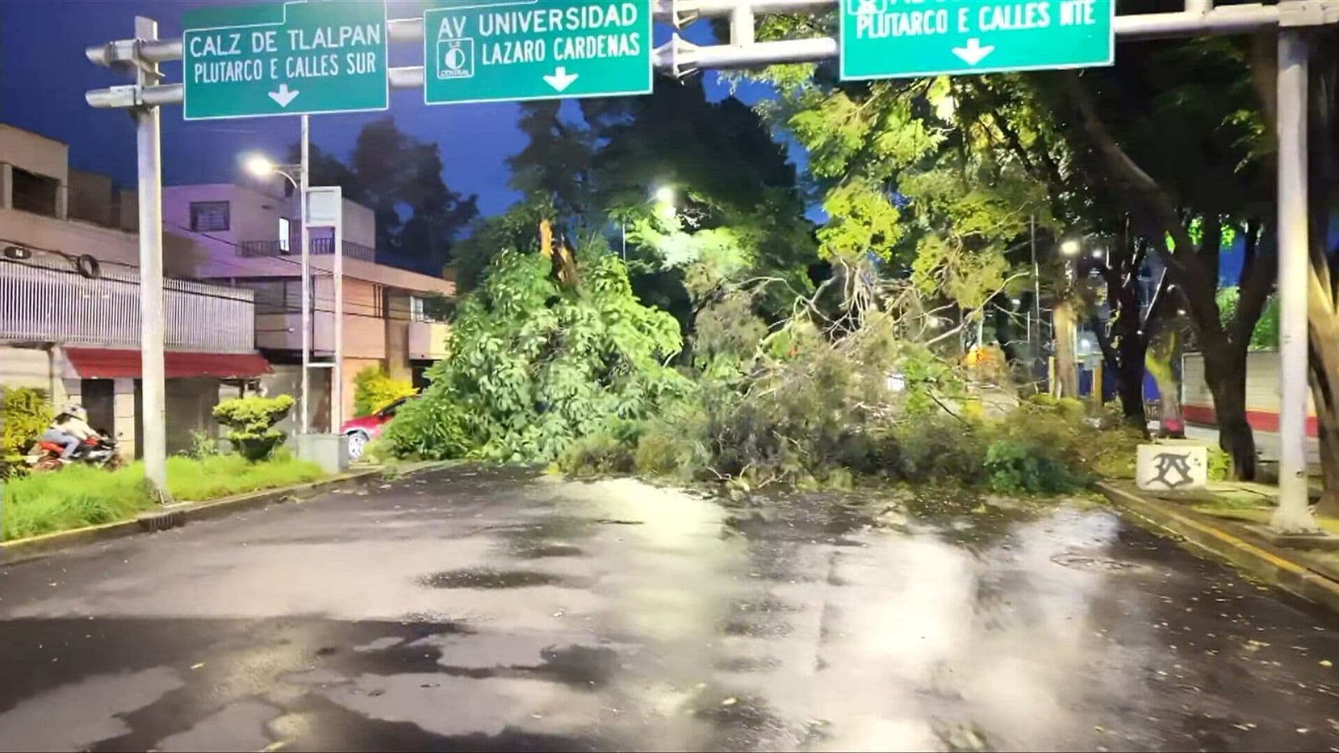 Caída de Árbol de 25 Metros Bloquea Avenida Municipio Libre en Iztapalapa