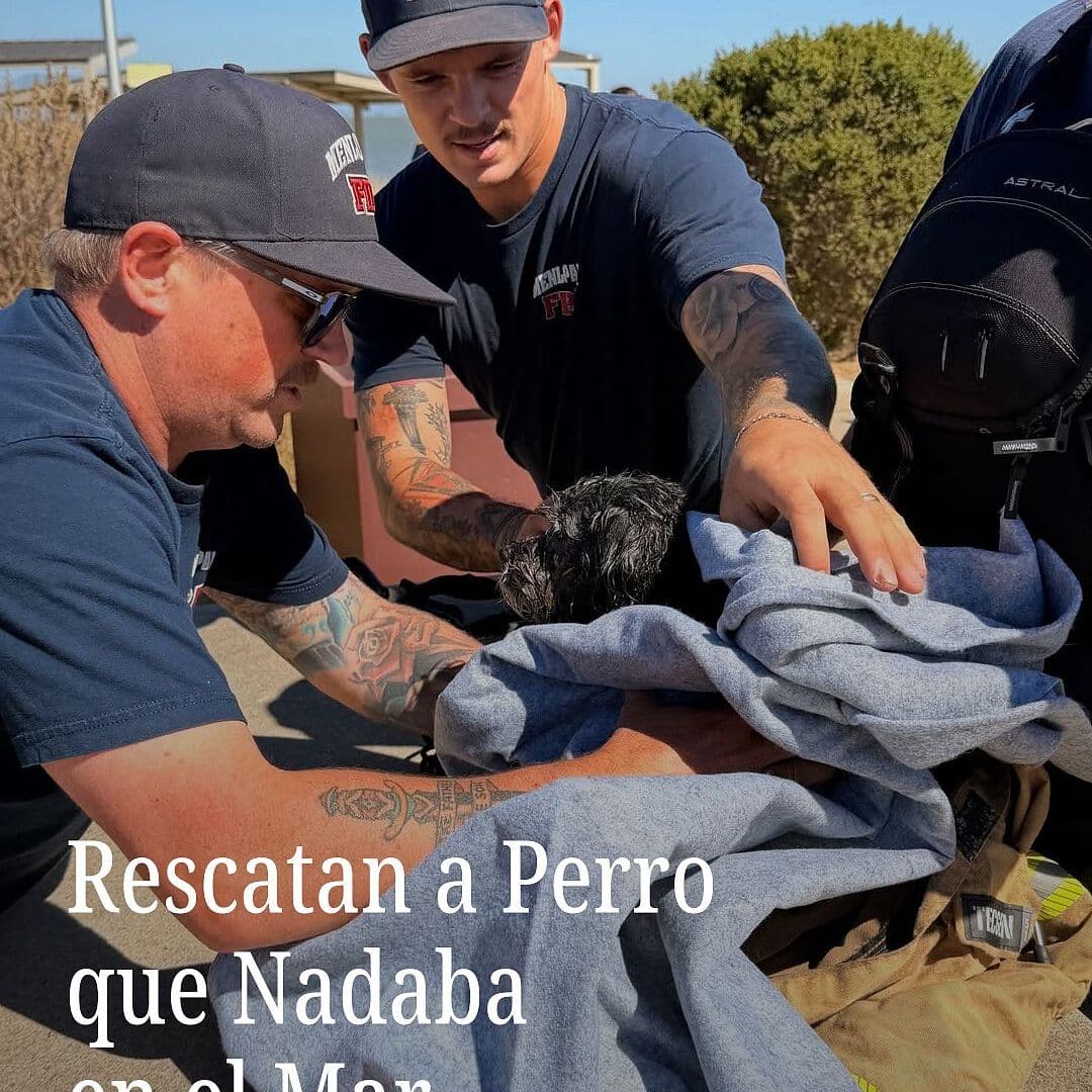 Rescatan a Perro que Nadaba en el Mar