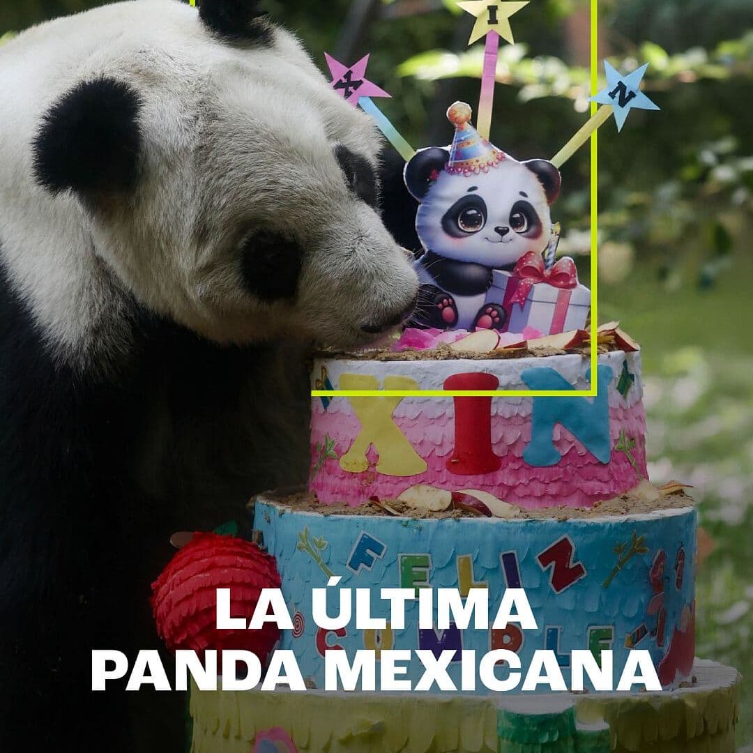 La Última Panda Mexicana