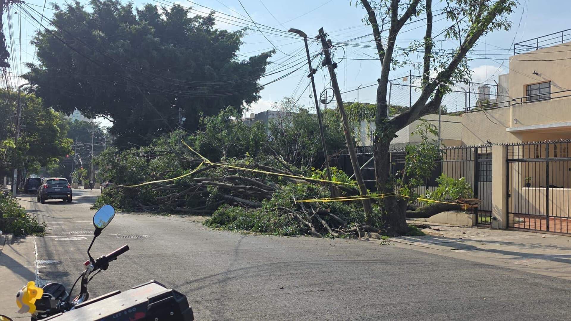 Cae Enorme Árbol en la Colonia Americana en Guadalajara: ¿Está Cerrada la Vialidad?