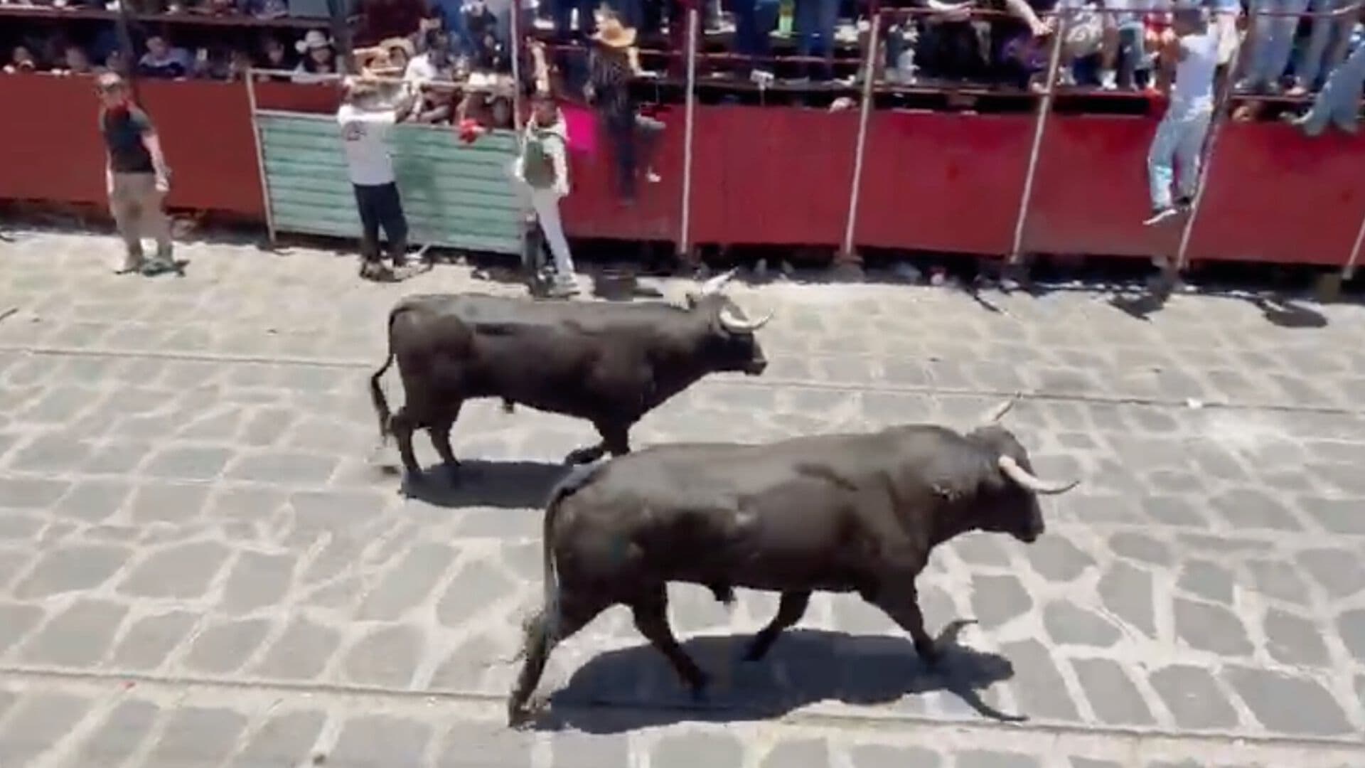 Sueltan Toros por Capea en Xico, Veracruz; Reportan Tres Lesionados
