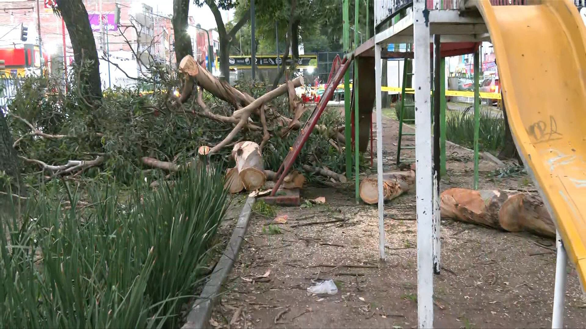 ¡Otro más! Cae Árbol en Parque de la Colonia Nativitas, Alcaldía Benito Juárez
