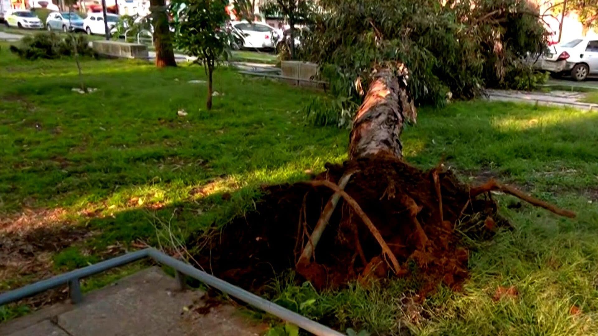 Árbol Cae por Raíces Podridas en el Parque El Indio, Cuauhtémoc, CDMX