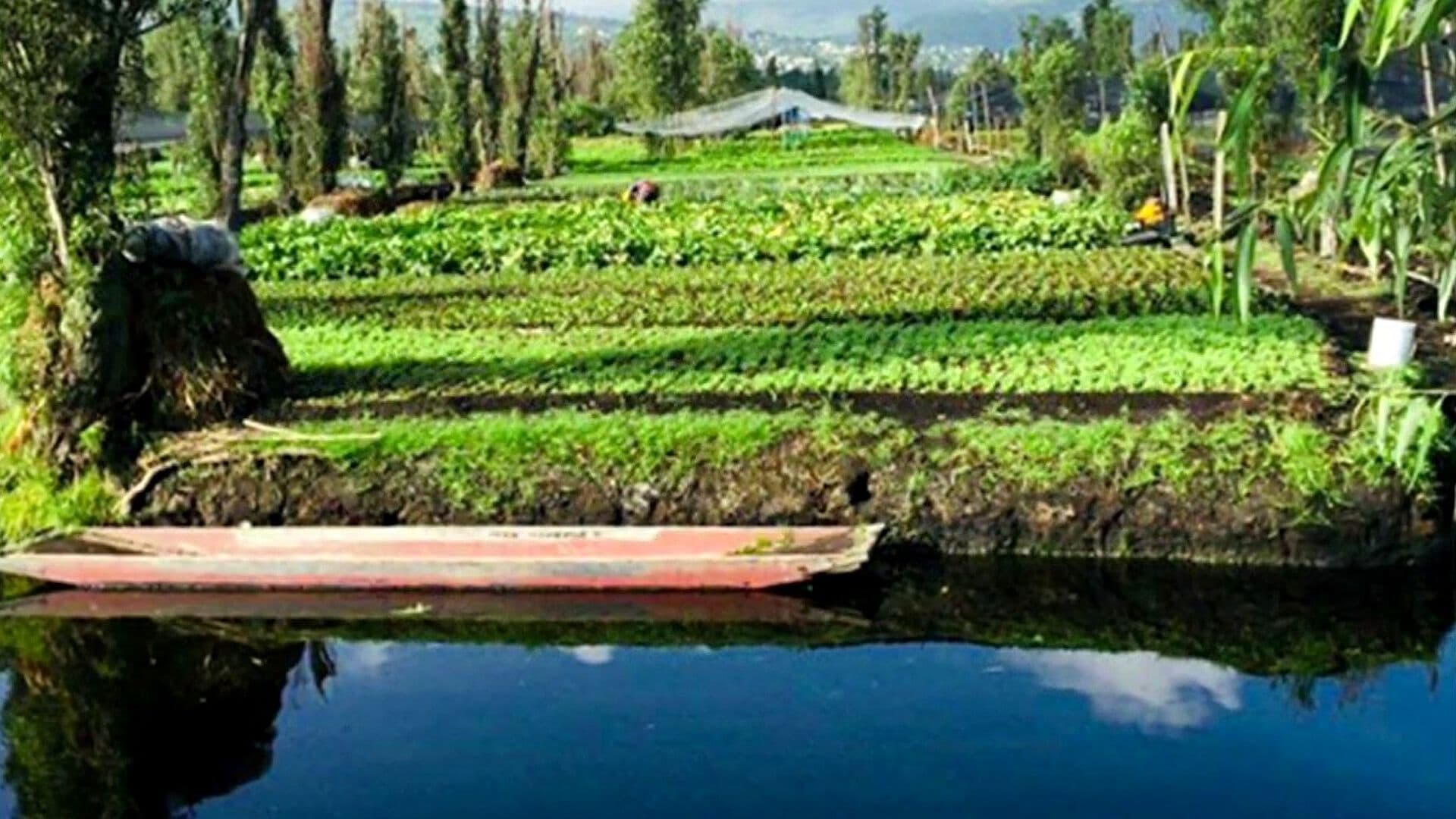 Chinampas y Humedales de Xochimilco: Claves para Preservar el Agua y la Biodiversidad