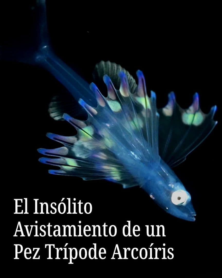 El Insólito Avistamiento de un Pez Trípode Arcoíris