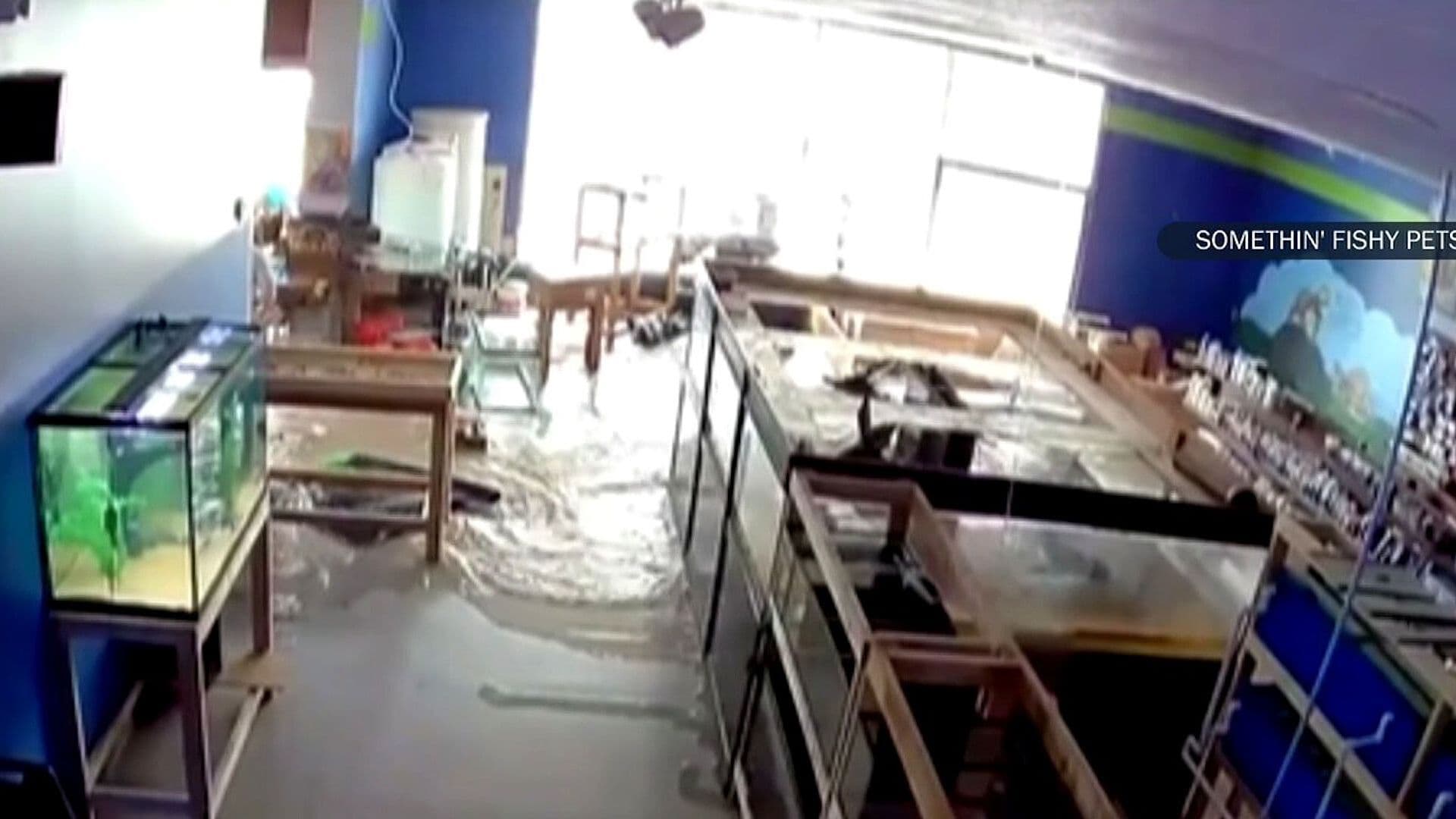 Acuario Gigante Estalló en Tienda de Animales en Illinois y Murieron Decenas de Peces