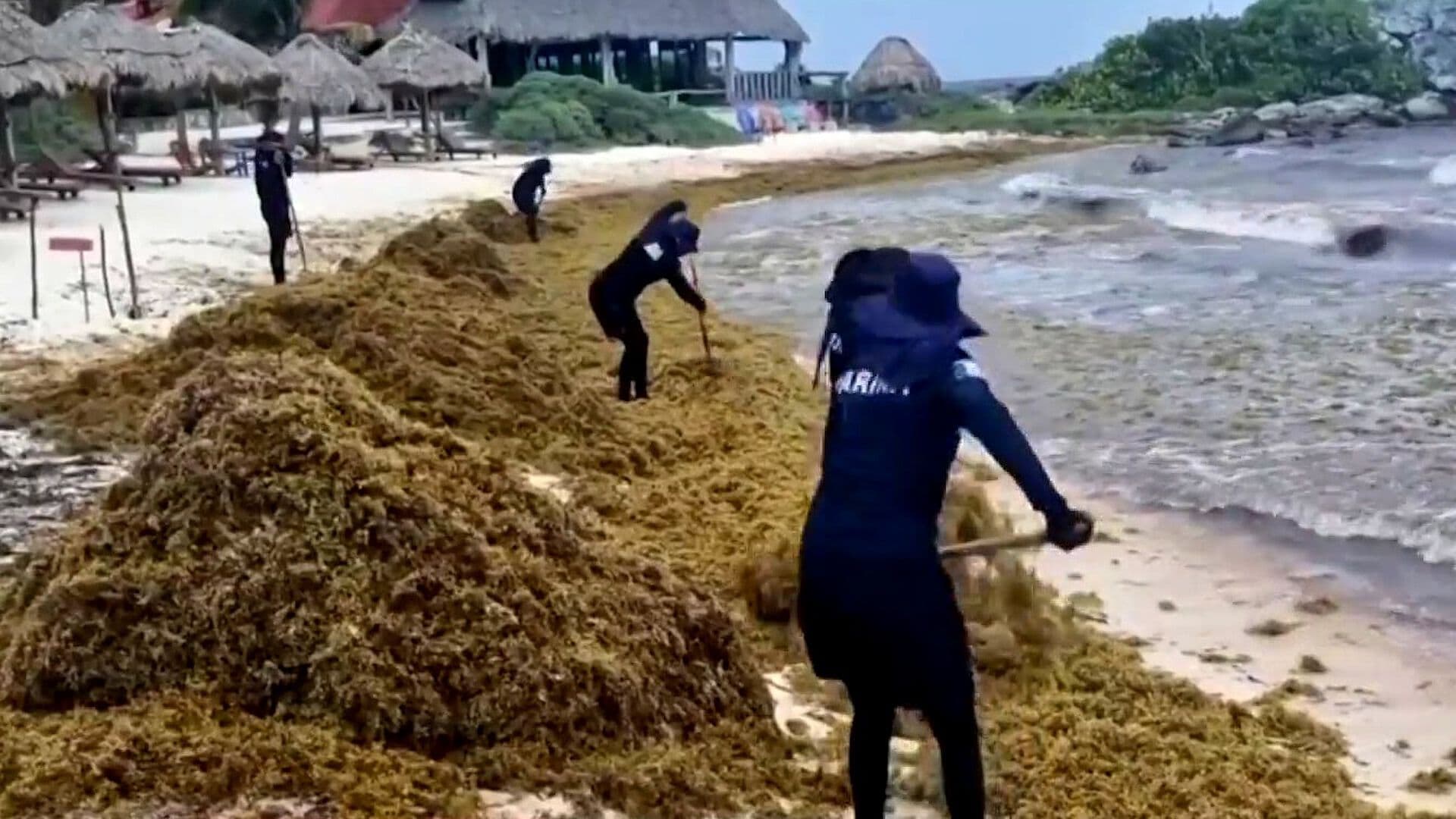 Sargazo Encendió Alerta en Quintana Roo; Gobierno Activó Estrategia Nacional en las Playas