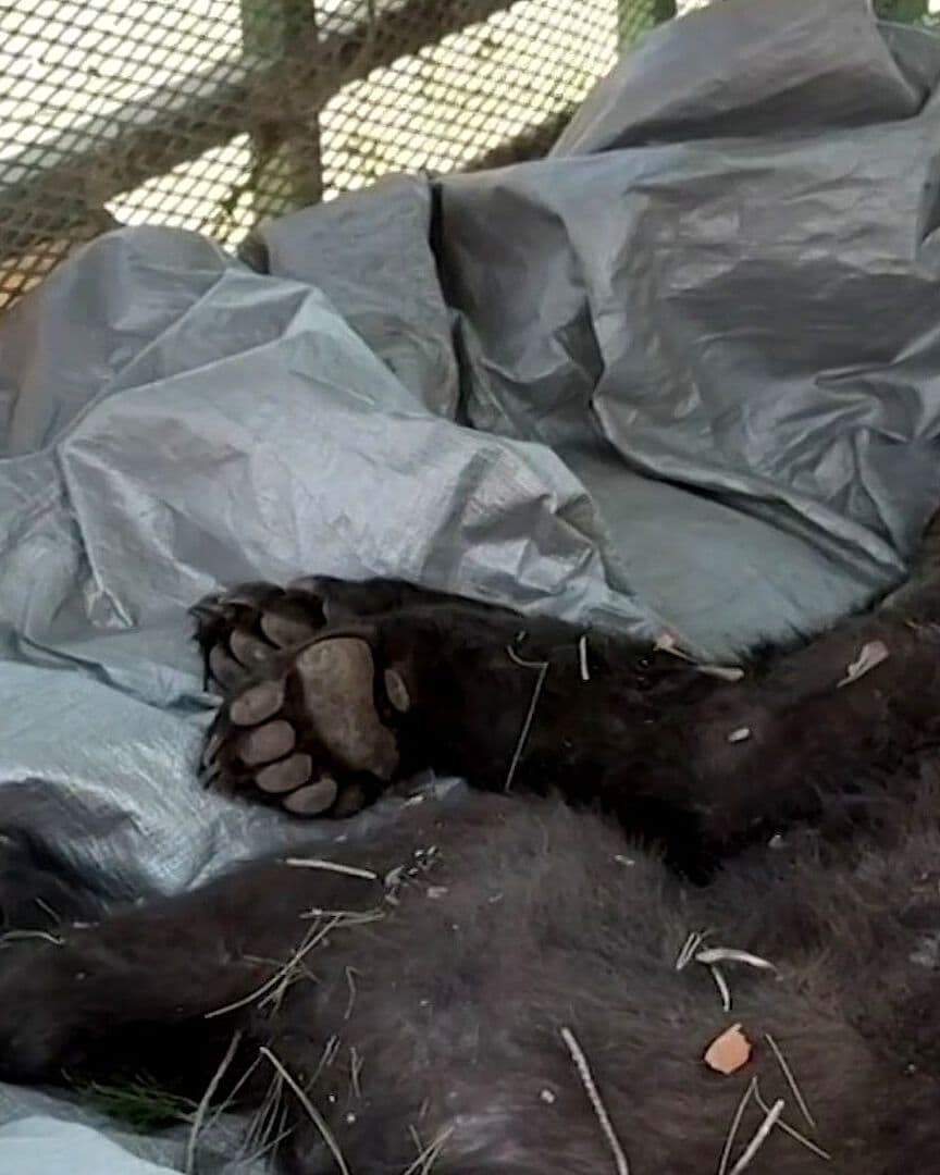 Avistamientos de Osos Aumentaron en Saltillo y Arteaga, Coahuila; Rescataron un Osezno