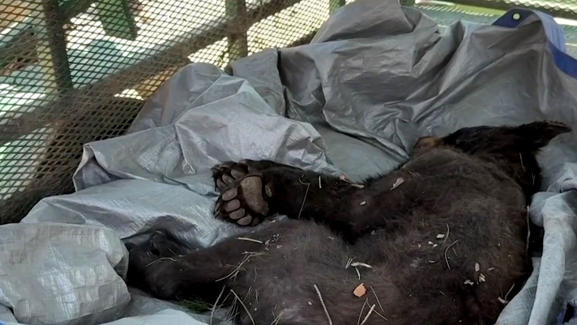 Avistamientos de Osos Aumentaron en Saltillo y Arteaga, Coahuila; Rescataron un Osezno