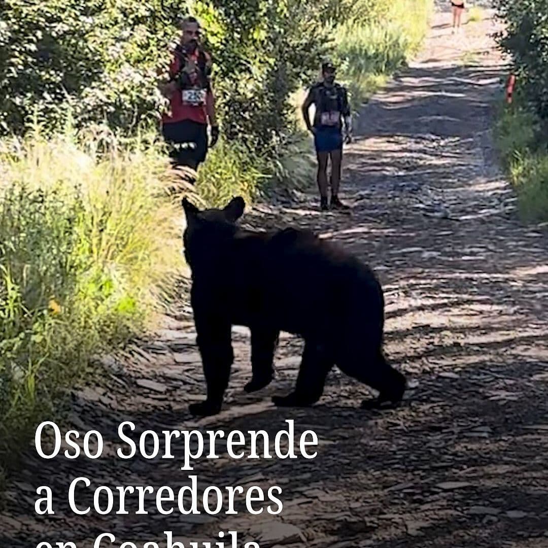 Oso Sorprende a Corredores en Coahuila