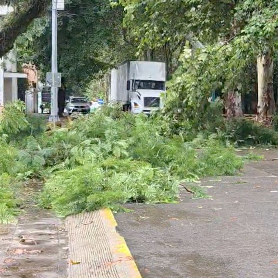 Caída de Árbol Provoca Afectaciones a la Vialidad en Xalapa, Veracruz