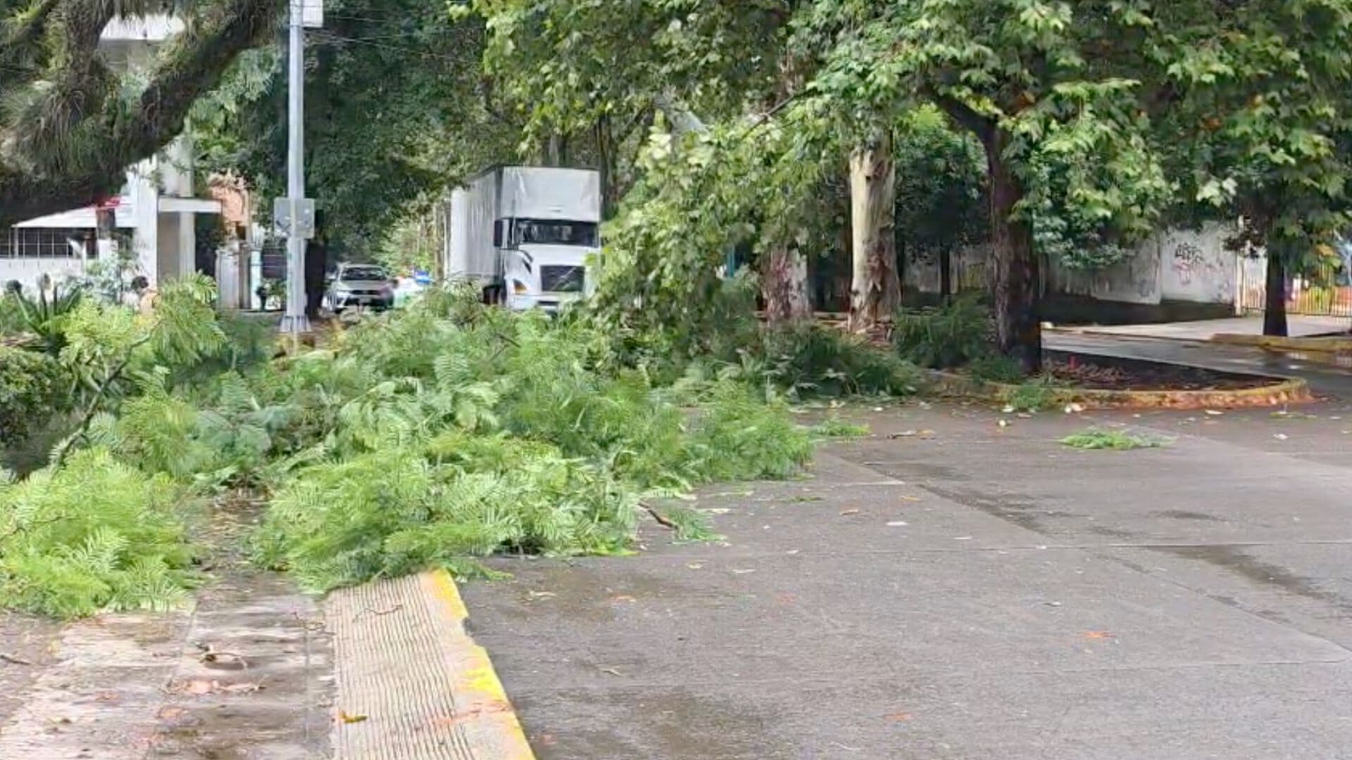 Caída de Árbol Provoca Afectaciones a la Vialidad en Xalapa, Veracruz