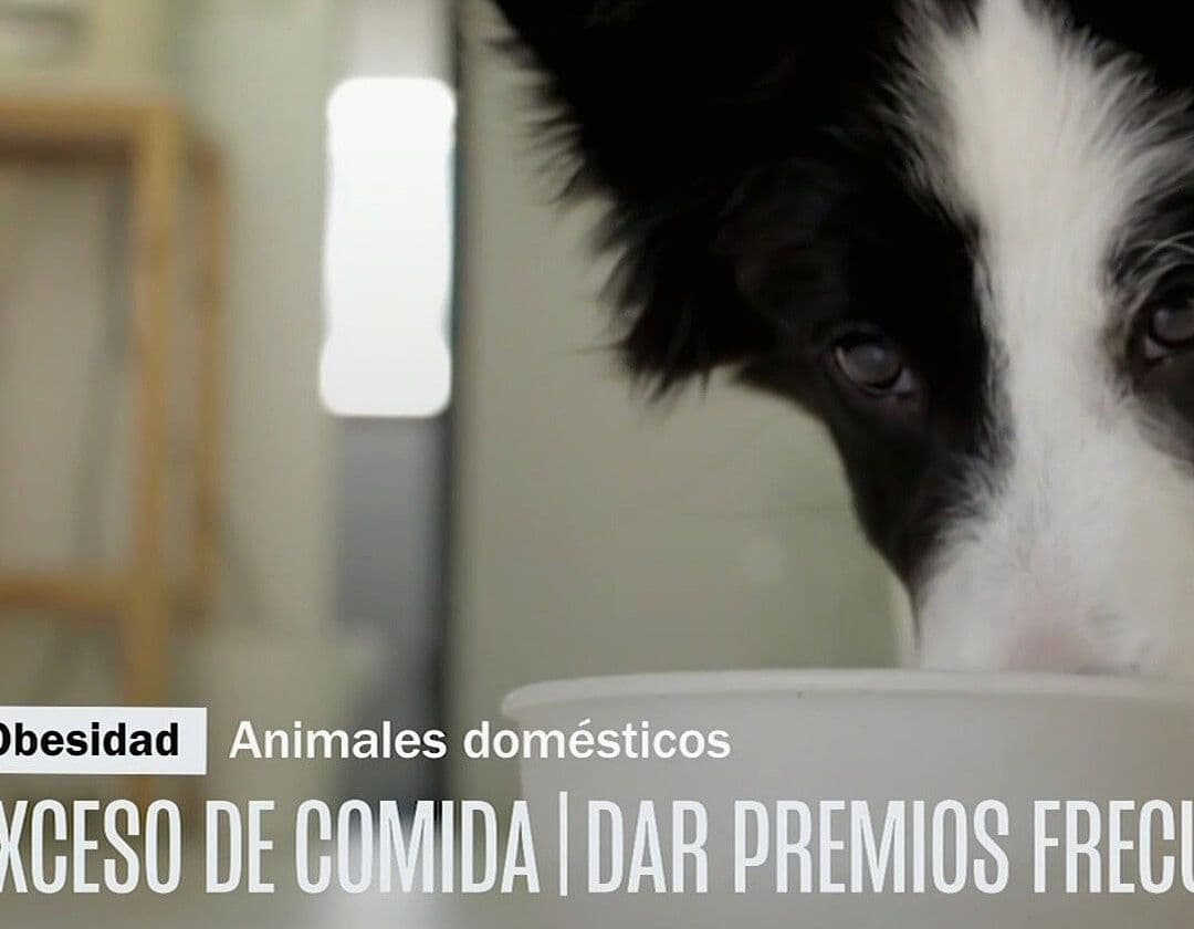 Obesidad en Perros y Gatos: Señales, Causas y Cómo Cuidar su Salud