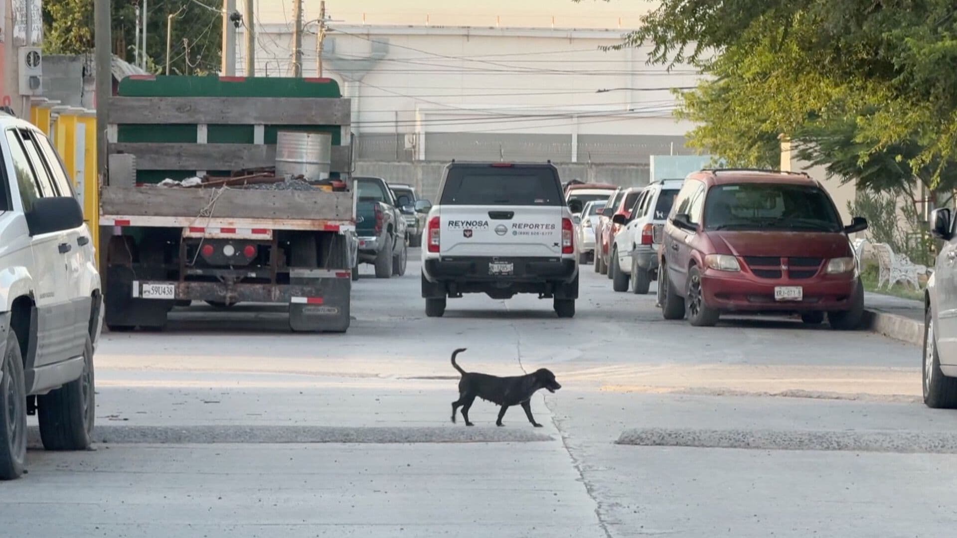 Investigan Caso de Perro Atropellado en Calles de Reynosa