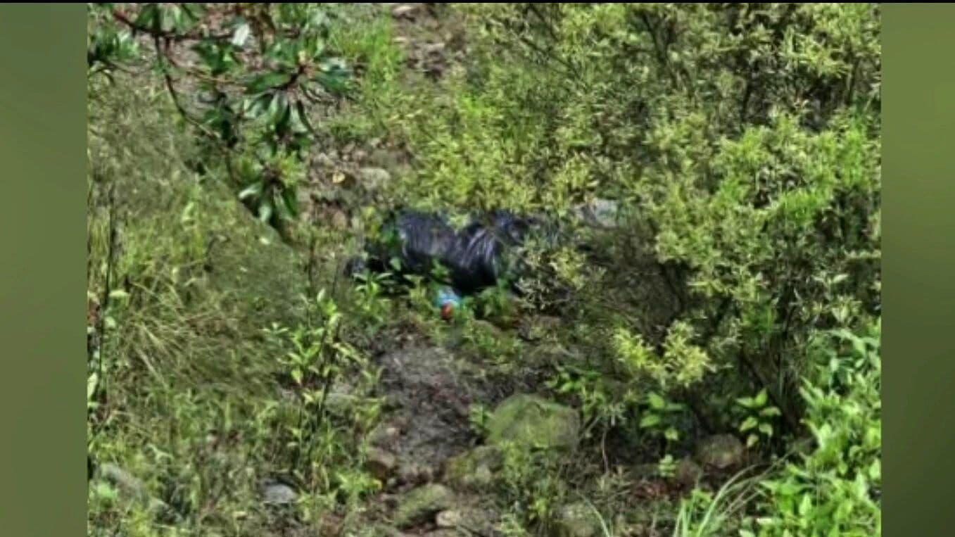 Indignación en Naucalpan por Hallazgo de 12 Perros Muertos en un Paraje; Esto se Sabe