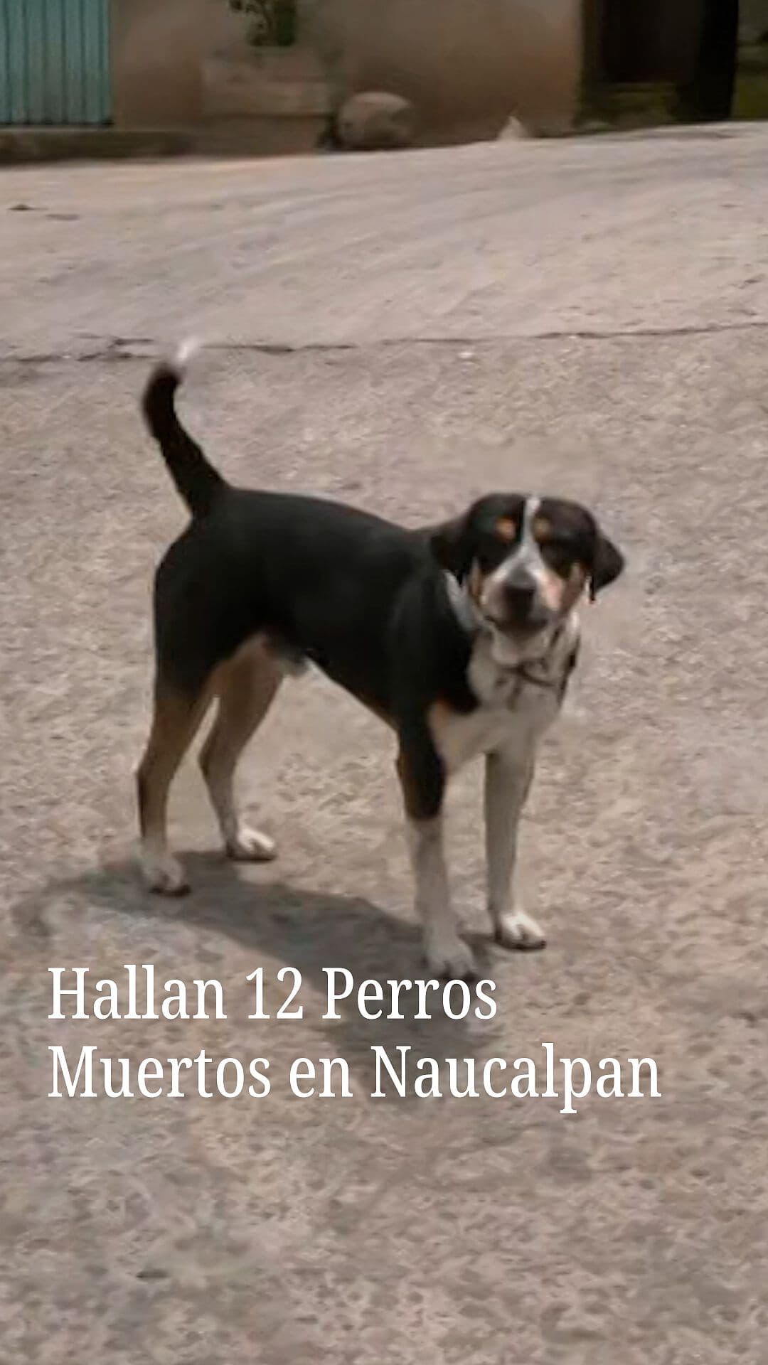 Hallazgo de 12 Perros Muertos Reaviva Caso en Naucalpan