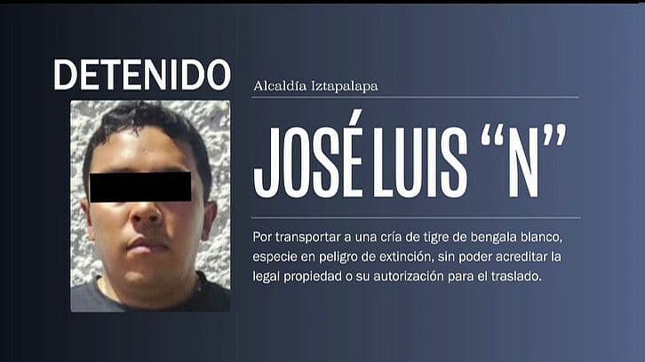José Luis 'N' es Vinculado a Proceso por Transportar un Cachorro de Tigre de Béngala Blanco