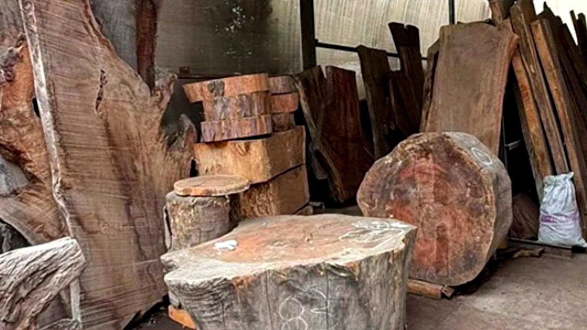 Aseguran 2 Mil Metros Cúbicos de Madera en Tlalpan, CDMX