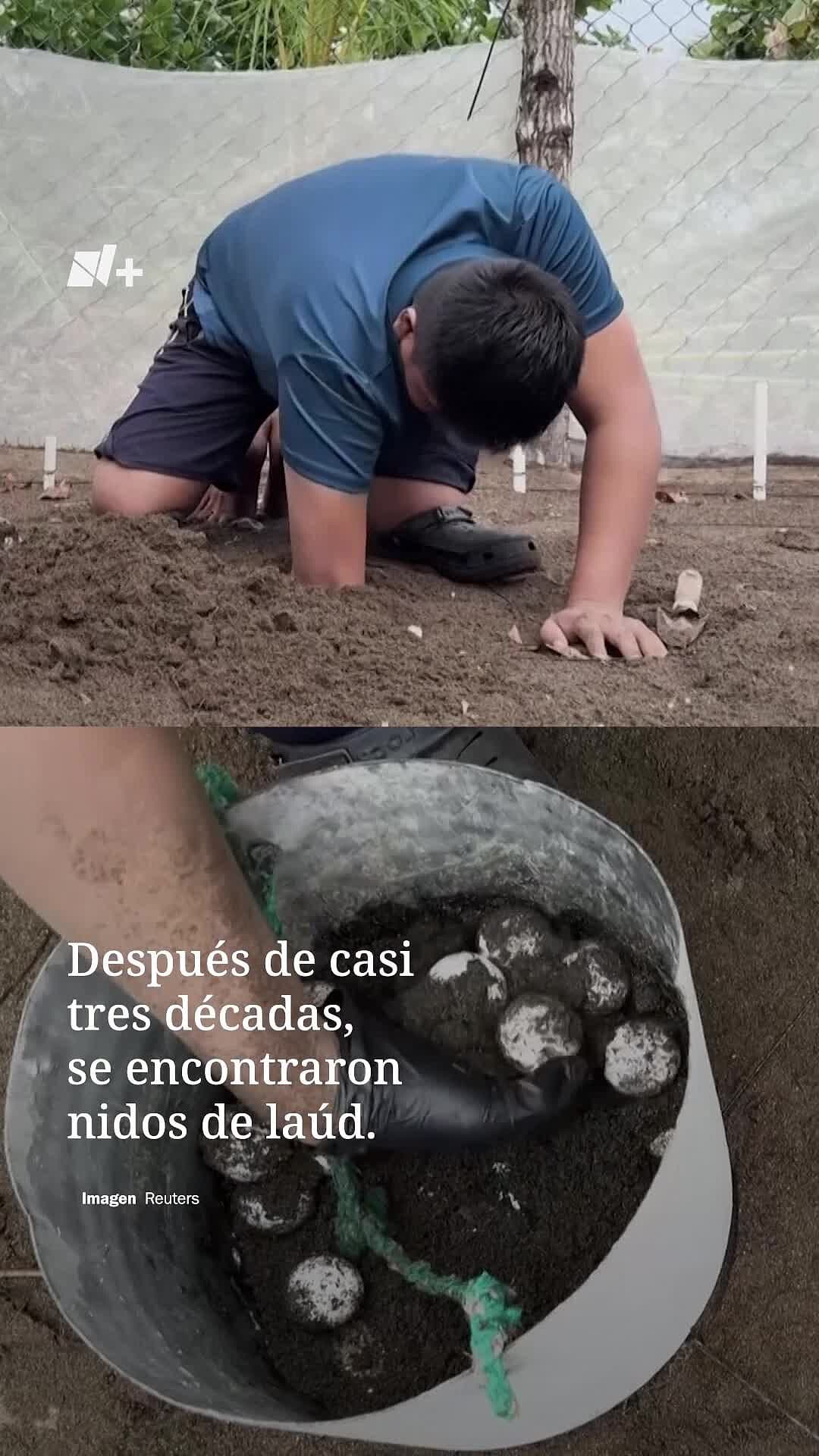 Tortugas Laúd Regresan a Panamá