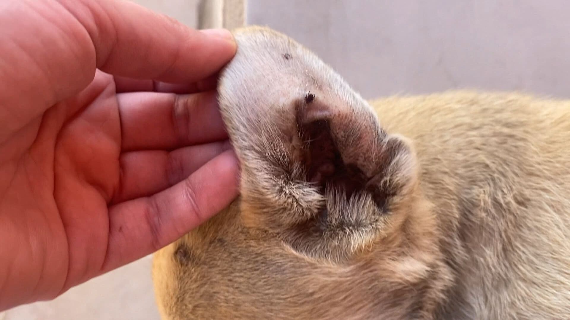 Aumentan Casos de Rickettsiosis en Ensenada; Suman 32 Positivos y 14 Muertes