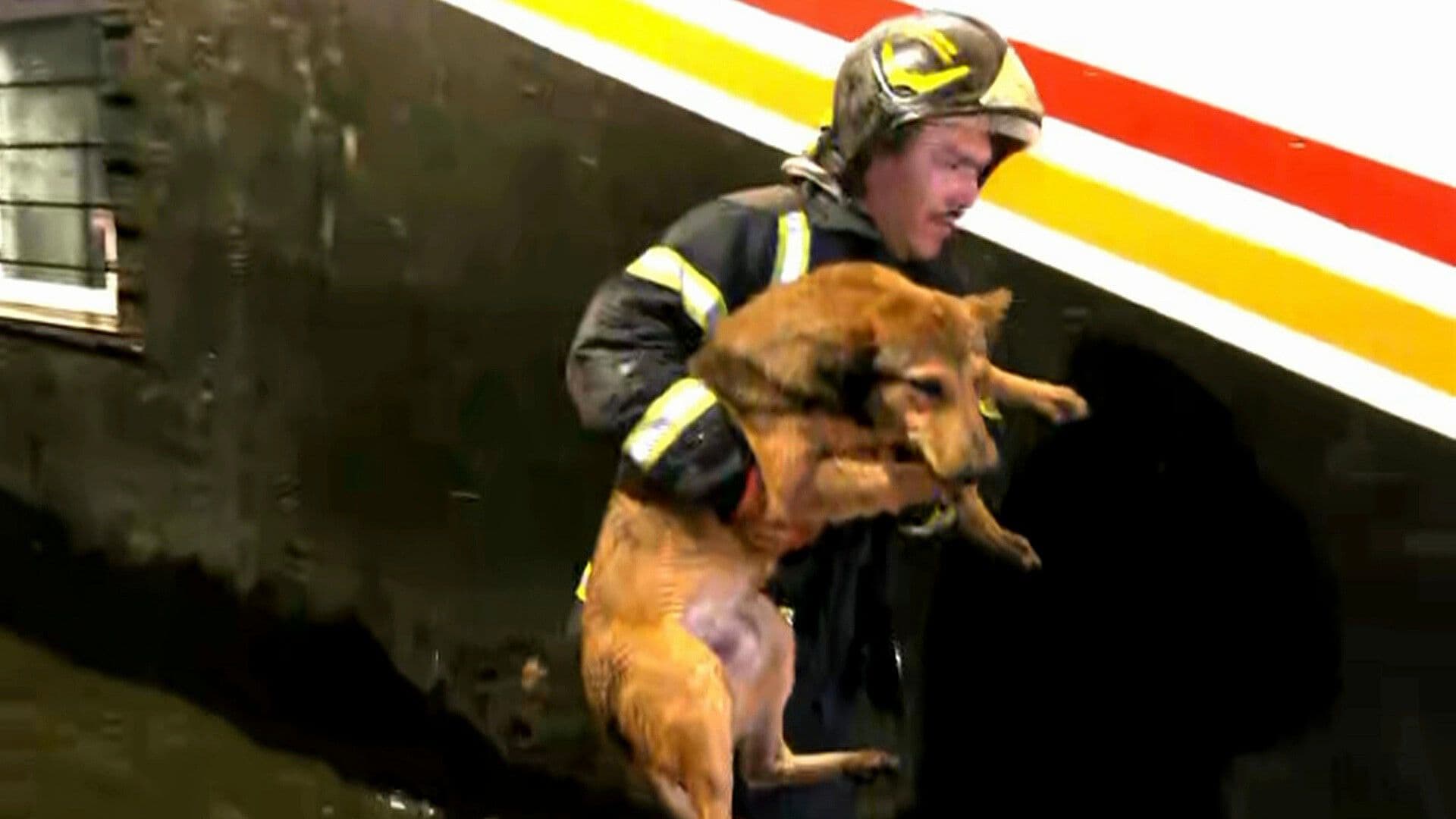 Bombero Rescata a Perro a Punto de Ahogarse por Inundación en CDMX