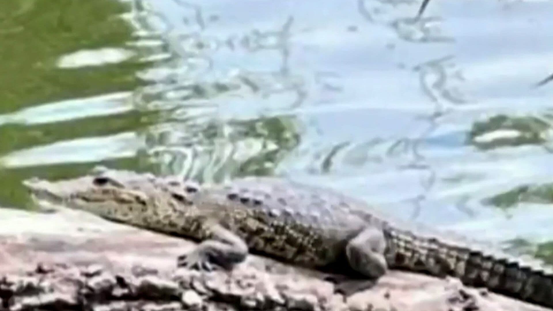 Cría de Cocodrilo Sorprende a Visitantes de Parque en Puebla y Buscan Capturarla