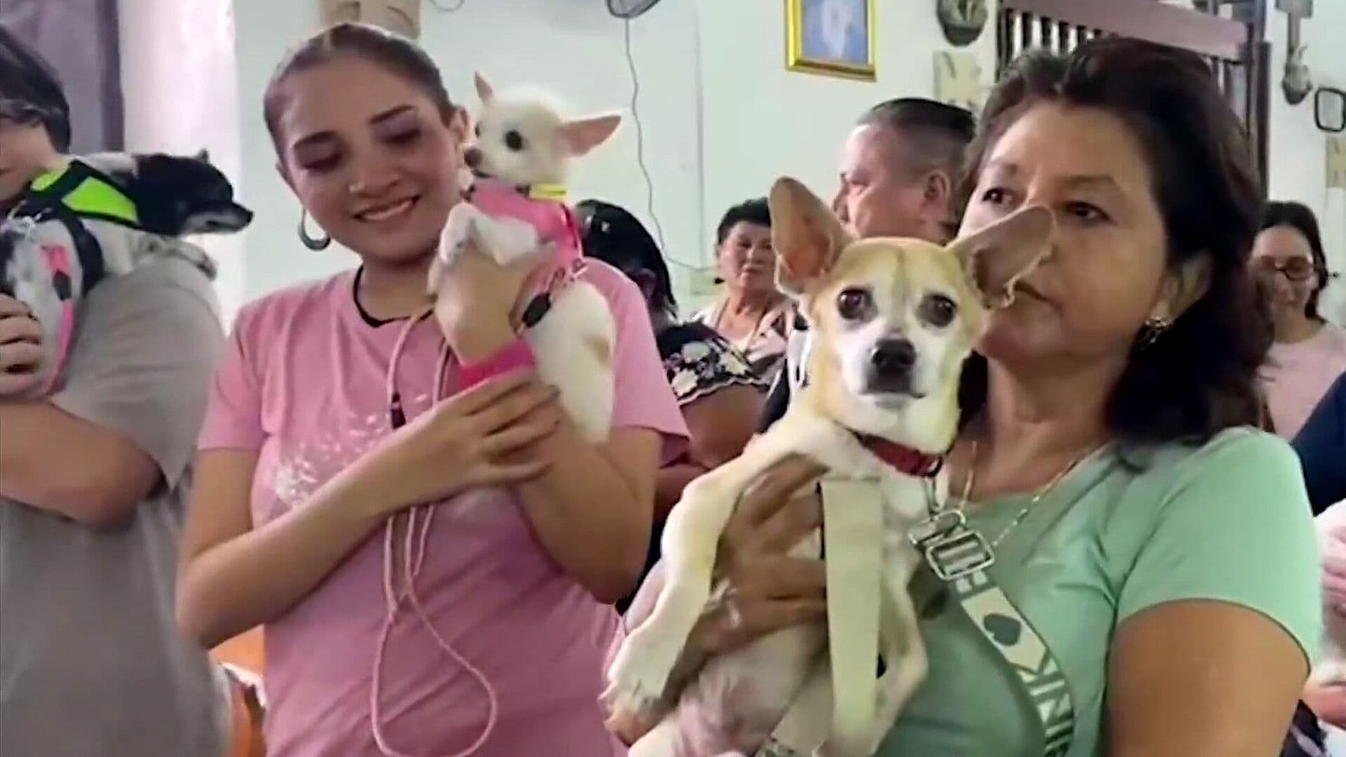 Familias Llevan a sus Mascotas a Tradicional Bendición de Animales en Campeche
