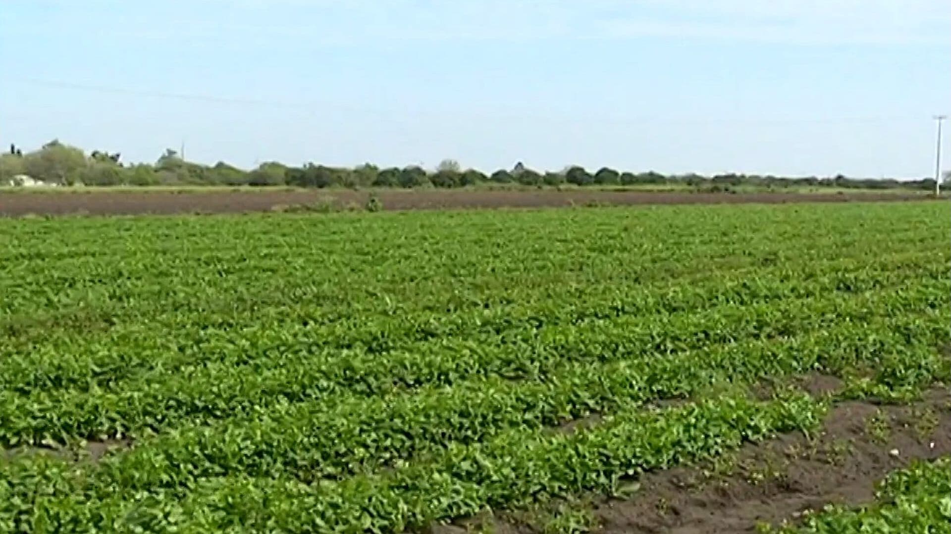 Cofepris Descarta Vínculo de Productos Mexicanos con Brotes de Cyclospora y Salmonella en EU