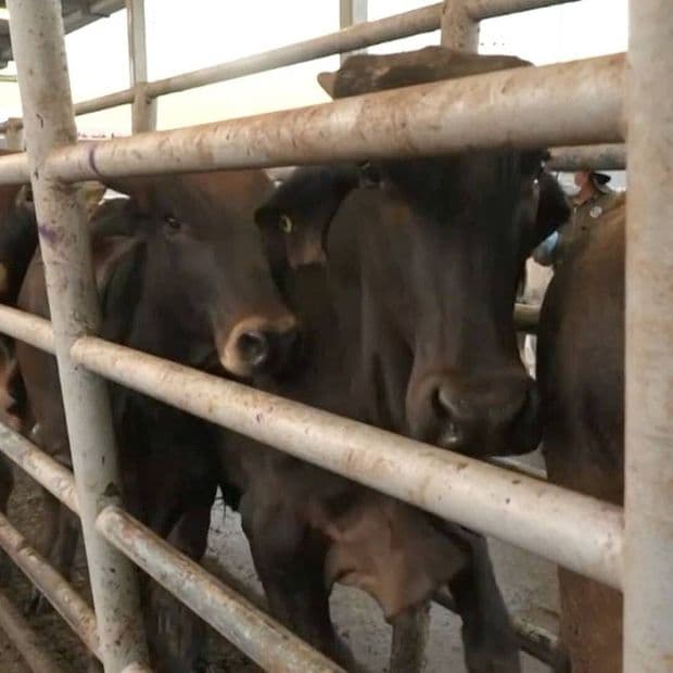 Reabrirán Cruce Palomas-Columbus Para Exportación de Ganado a EUA