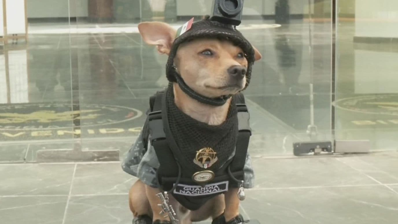 Comando Chihuahua: El Perro de 21 Centímetros que Llegó a la Guardia Nacional