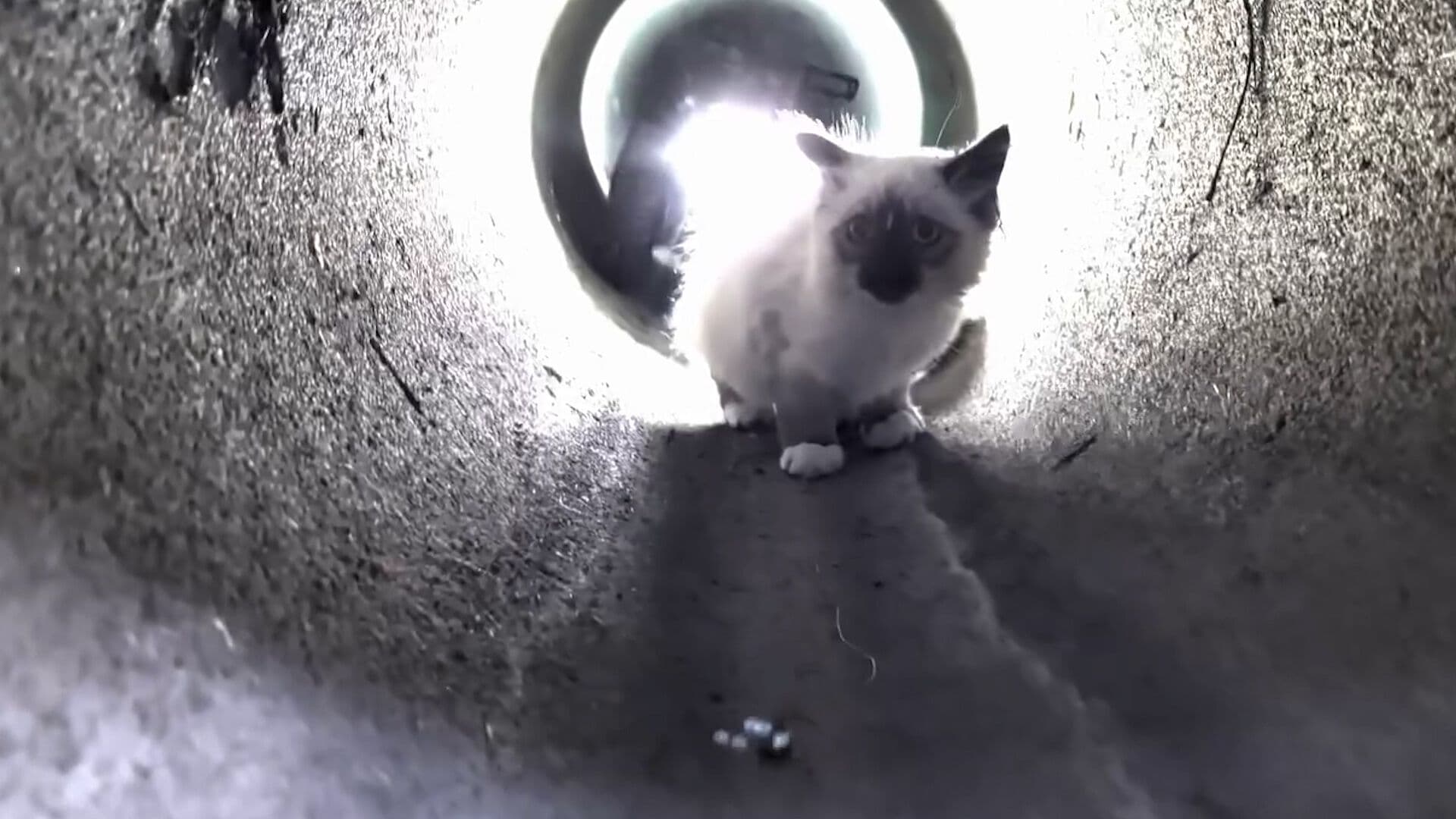 Rescatan a un Gato Atrapado en Tubería Usando un Coche de Juguete a Control Remoto