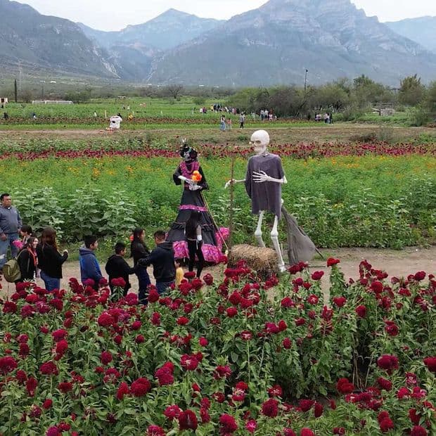 Campos se Cubren de Cempasúchil y Mano de León en García, Nuevo León