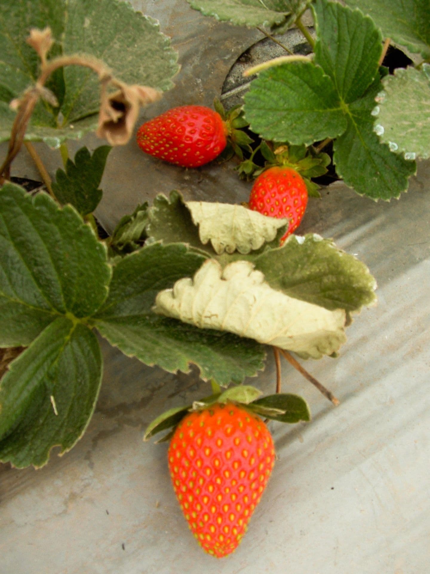 Cultivo de fresas